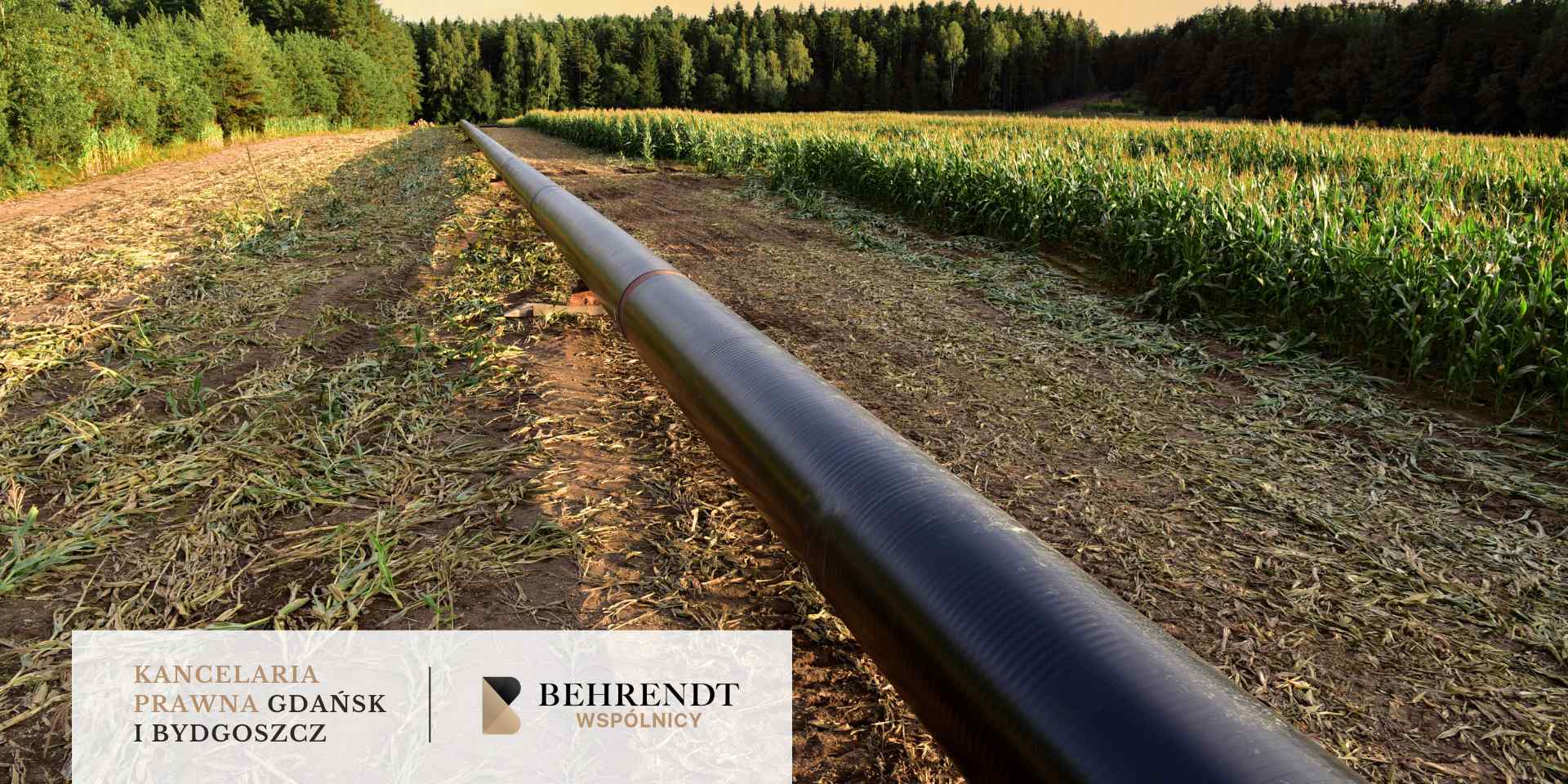 Czarna rura gazociągu o dużej średnicy biegnie przez pole uprawne, rozdzielając pole kukurydzy od lasu.
